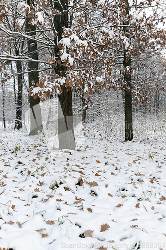 Image of Winter park with snow