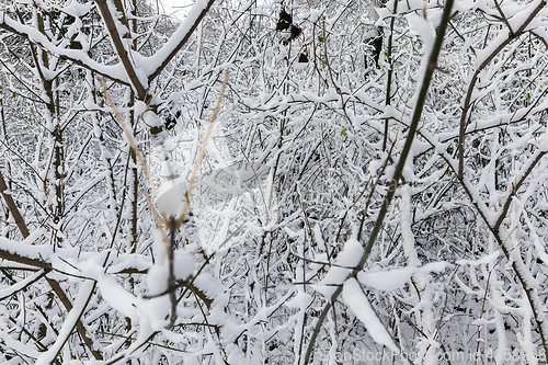 Image of Trees under the snow