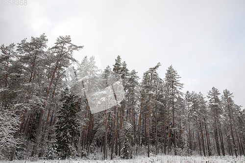 Image of Forest in winter