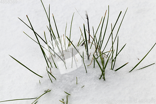 Image of grass, from under a snow