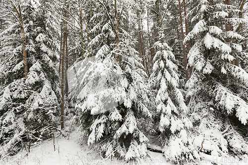 Image of forest in winter