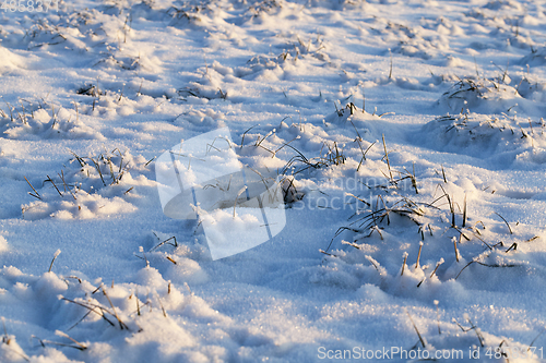 Image of Grass under the snow