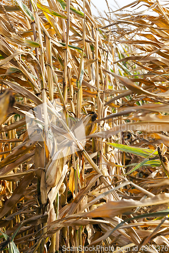 Image of agriculture, corn closeup