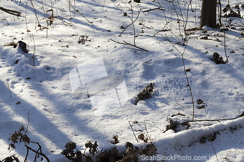 Image of Winter season in the forest