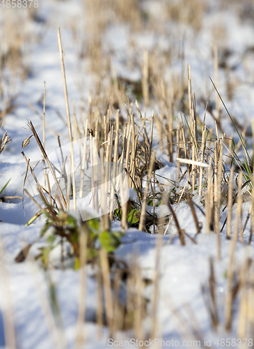 Image of Winter on the field