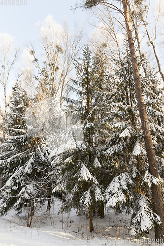 Image of Trees in winter