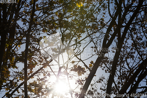 Image of trees in autumn