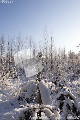 Image of Trees in winter