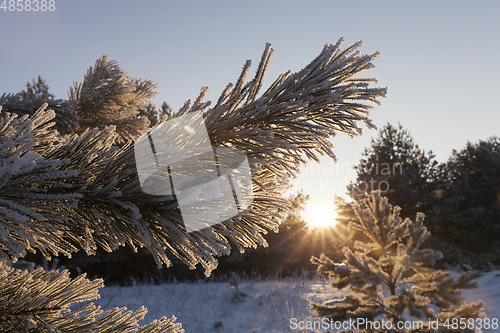 Image of pine with a frost