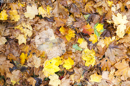 Image of The fallen maple leaves