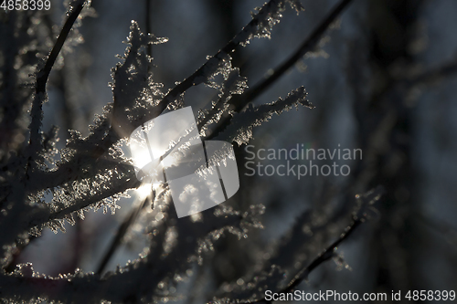 Image of Frost on the branches