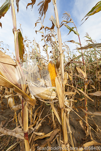 Image of yellowed ripe corn