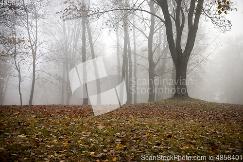 Image of Autumn forest and fog