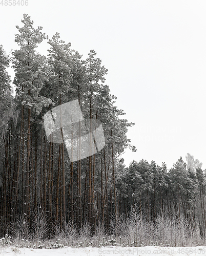 Image of in the wild