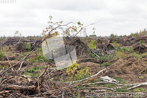 Image of The broken trees