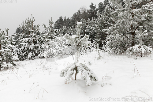 Image of white pine