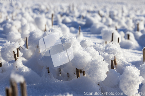 Image of Snow in wheat fields