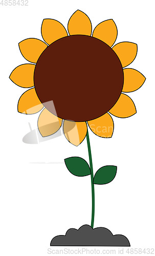 Image of Big sunflower vector or color illustration