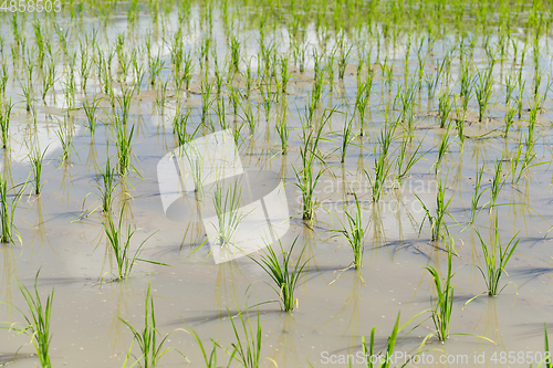 Image of Planting paddy rice field
