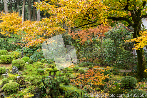 Image of Japanese park with colourful maple tree