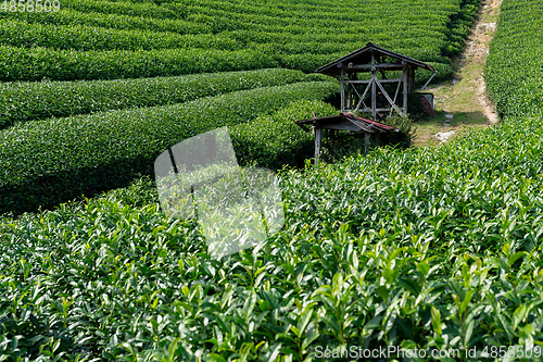 Image of Green Tea plantation highland