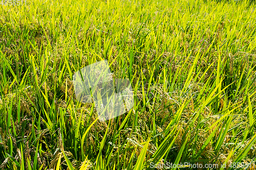 Image of Paddy rice meadow