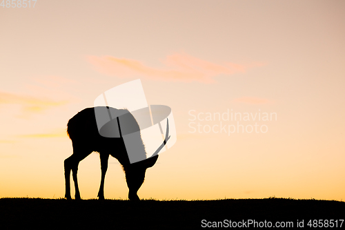 Image of Silhouette of deer eating grass