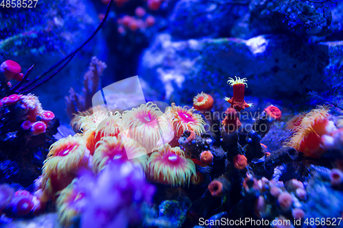 Image of Aquarium coral