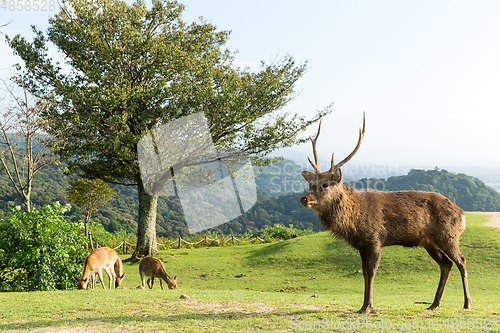 Image of Stag Deer in Mount Wakakusa