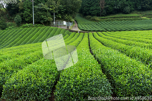 Image of Fresh Tea field