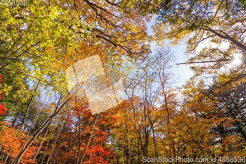 Image of Maple tree forest