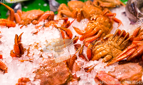 Image of Iced Crab in market