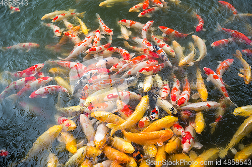 Image of Feeding crap fish