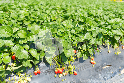 Image of Fresh Strawberry field 