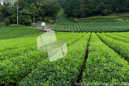 Image of Fresh tea meadow