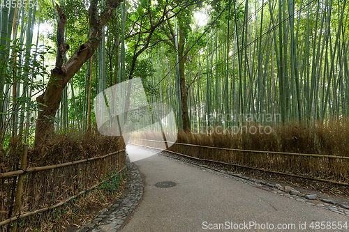 Image of Bamboo Forest in Japan