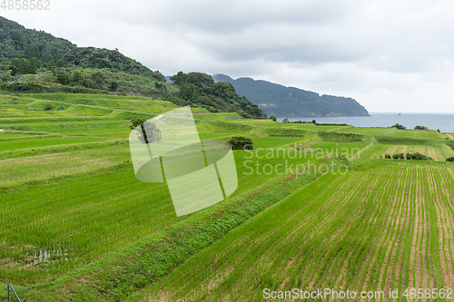 Image of Rice farm