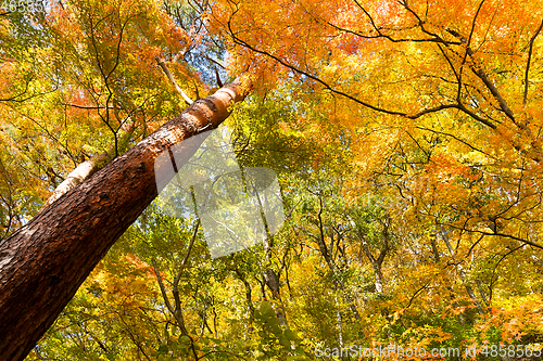 Image of Maple forest