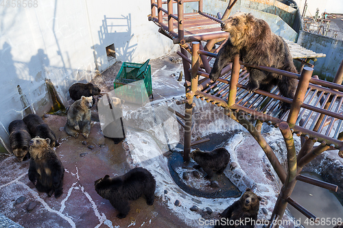 Image of Brown Bear in zoo