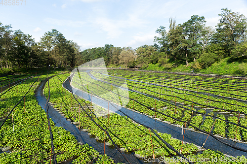 Image of Wasabi farm