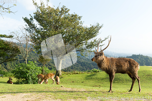 Image of Deer herd 