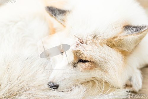 Image of Fox sleeping at outdoor