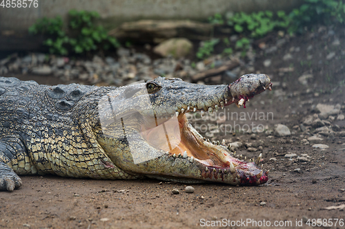 Image of Crocodiles get hurt