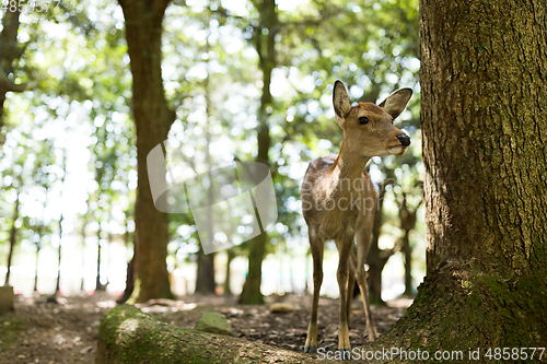 Image of Wild deer in Nara Park