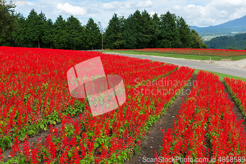 Image of Salvia farm