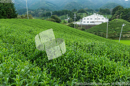 Image of Fresh green tea plantation