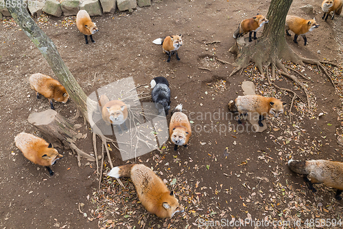 Image of Group of fox
