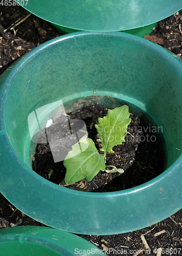 Image of Young kohlrabi plant with slug protection in vegatable garden