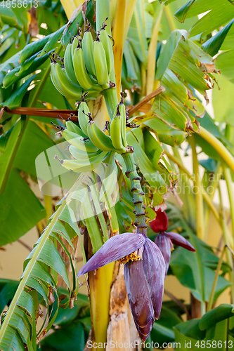 Image of flower of the banana tree