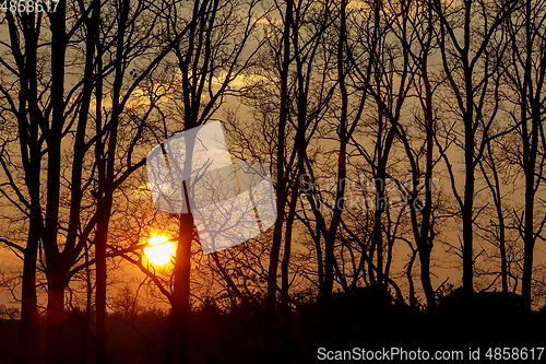 Image of sunset over tree